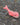 GRIGRI BALEINE ROSE