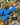 GRIGRI HOMARD BLEU