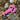 GRIGRI HOMARD FLUO ROSE