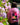 SWEAT ZIPPE BZH PEPS BUBBLE PINK